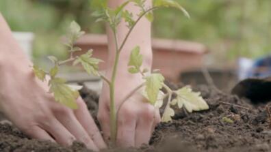 Hands planting tomato plant