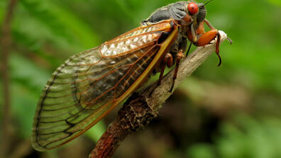 Cicada