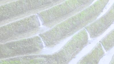 ghanian fields