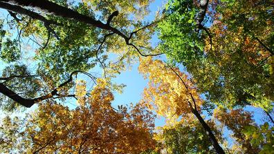 Forest. Photo by Creative Commons.