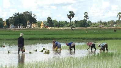 RicePaddyCambodia