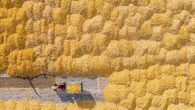 Harvesting