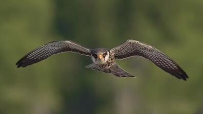 An Amur falcon (Falco amurensis) in flight. Touhid biplob/Wikimedia, CC BY-NC-ND