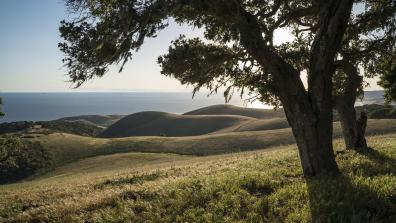 Coast Live Oak stand overlooking Pacific - Photo credit_ Bill Marr.jpg