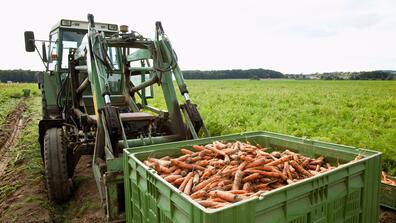 A tractor carrying a box of carrots
