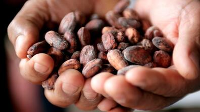 Cacao beans