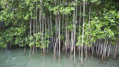 Mangroves