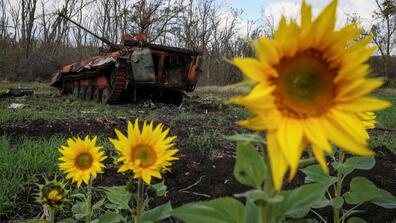 destroyed Russian BMP-2 infantry fighting vehicle behind sunflowers 