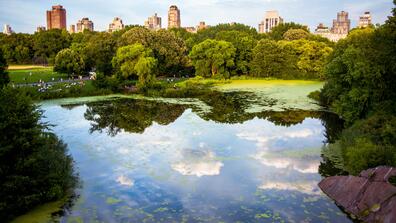 a lake in central park against a background of skyscrapers