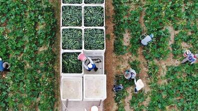 Workers pick and collect cucumbers