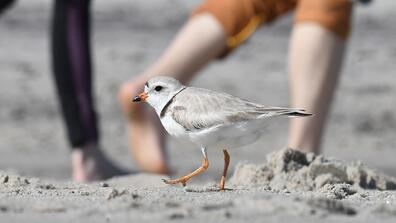 plover on a beach columbia magazine