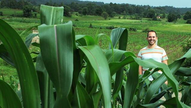Person standing in a corn field