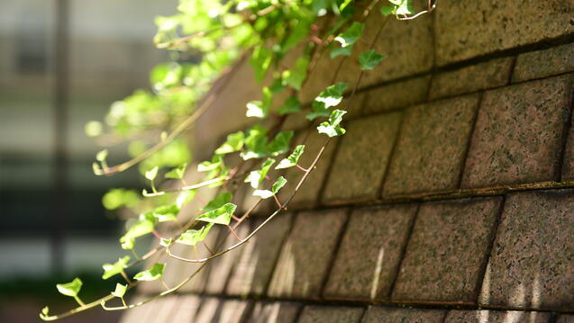 Ivy on a wall