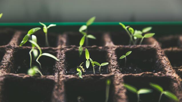 New plant shoots