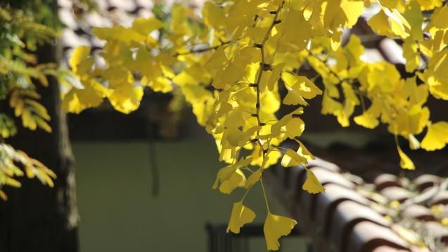 leaf-5304750_1920_pixabay