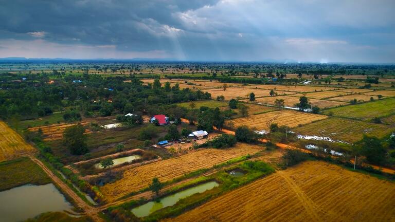 fields in Cambodia