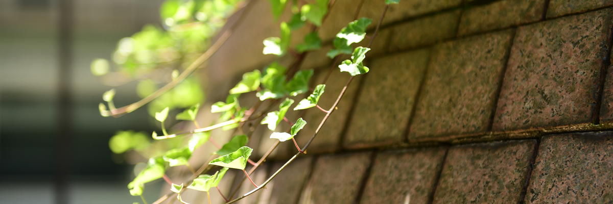 Ivy on a wall