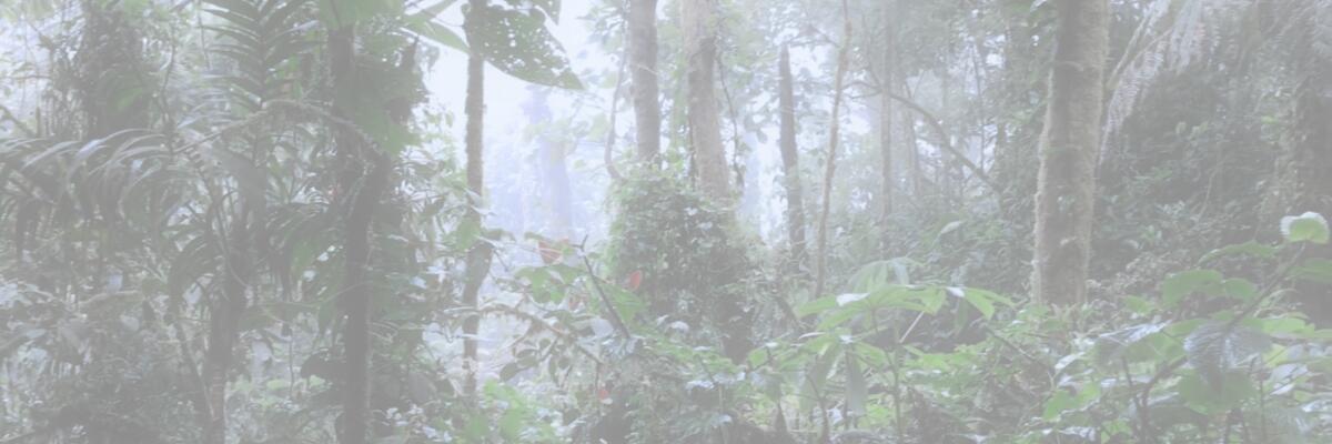 rainforest reserves