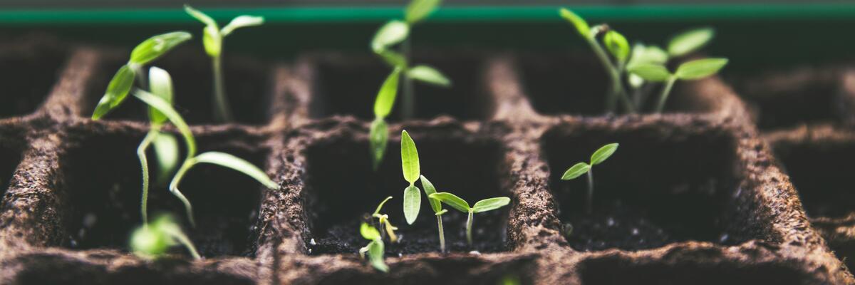 New plant shoots