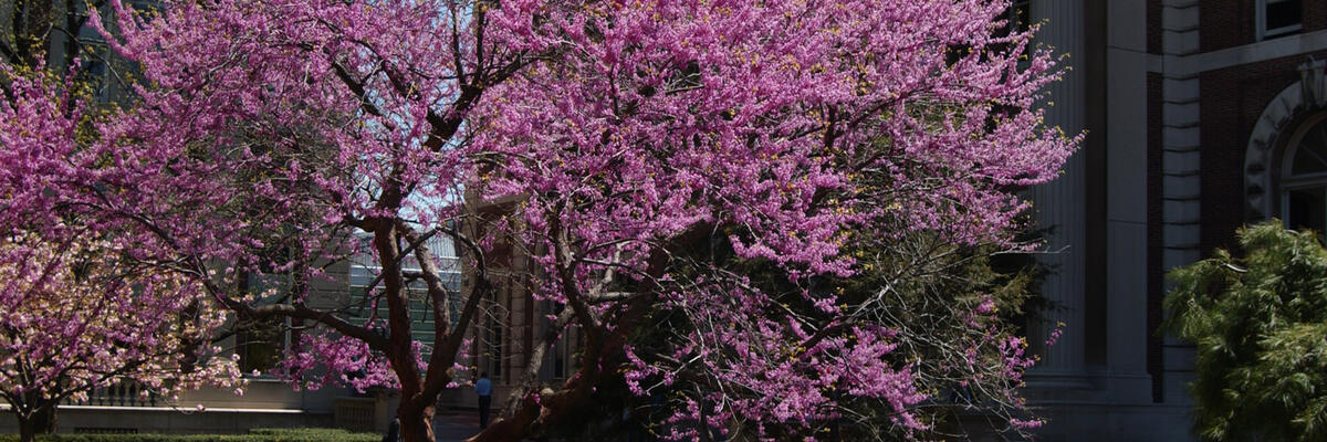 Spring blossom on kent lawn.