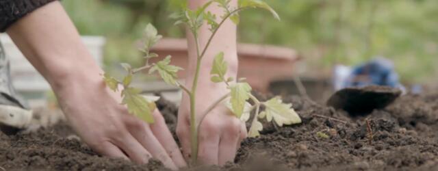 Hands planting tomato plant