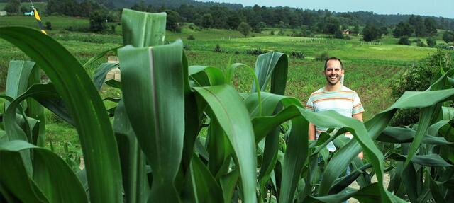 Person standing in a corn field