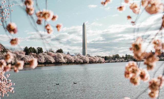 Cherry blossom with the Washington Monument in the background