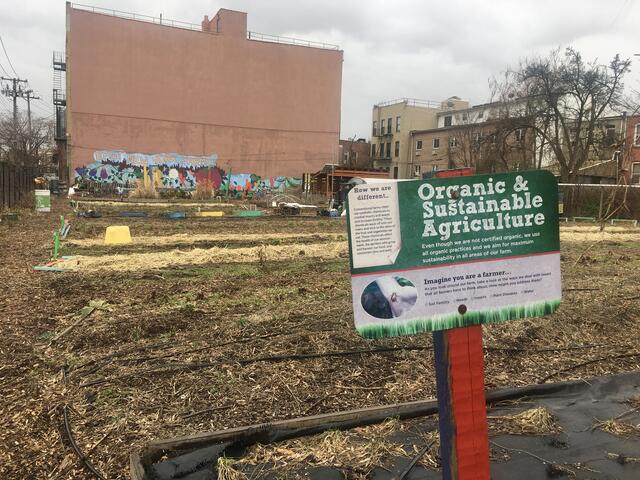 East New York Farms! Photo by Caitlin Marie Boas MPA-ESP ’18