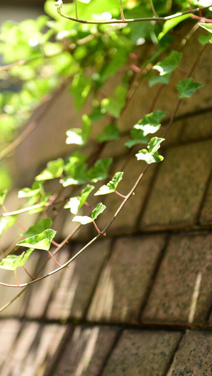 Ivy on a wall